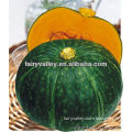 2014 Hybrid F1 Dark Green Pumpkin Seeds For Planting